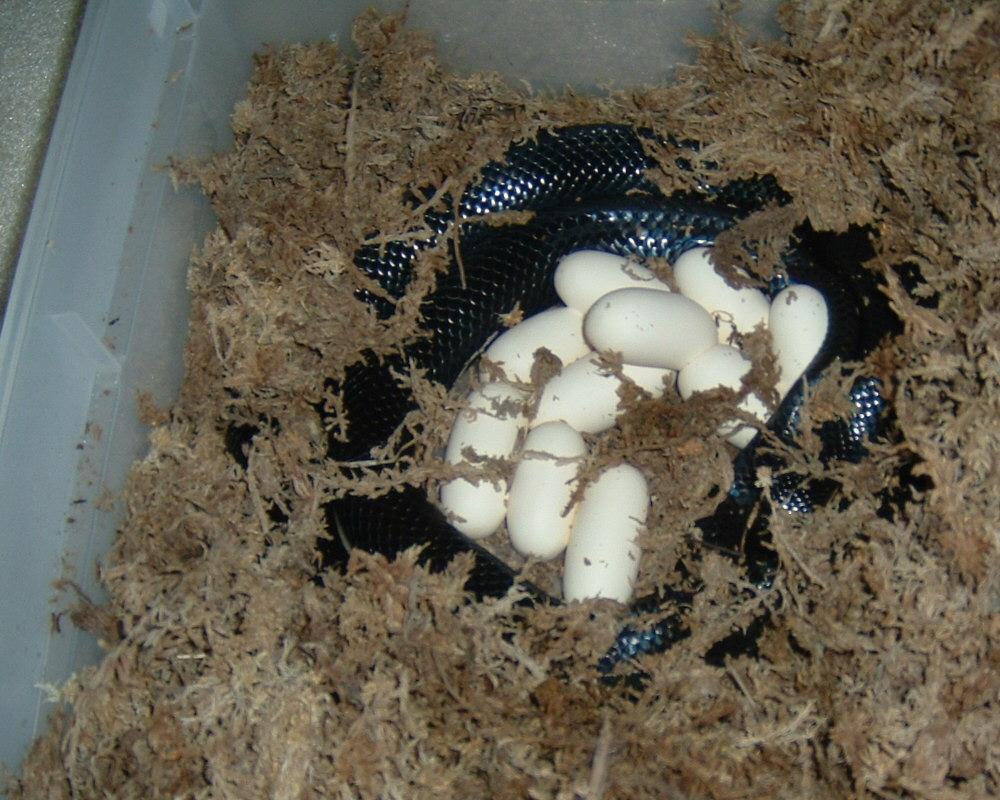 00 black milk with eggs in 2006